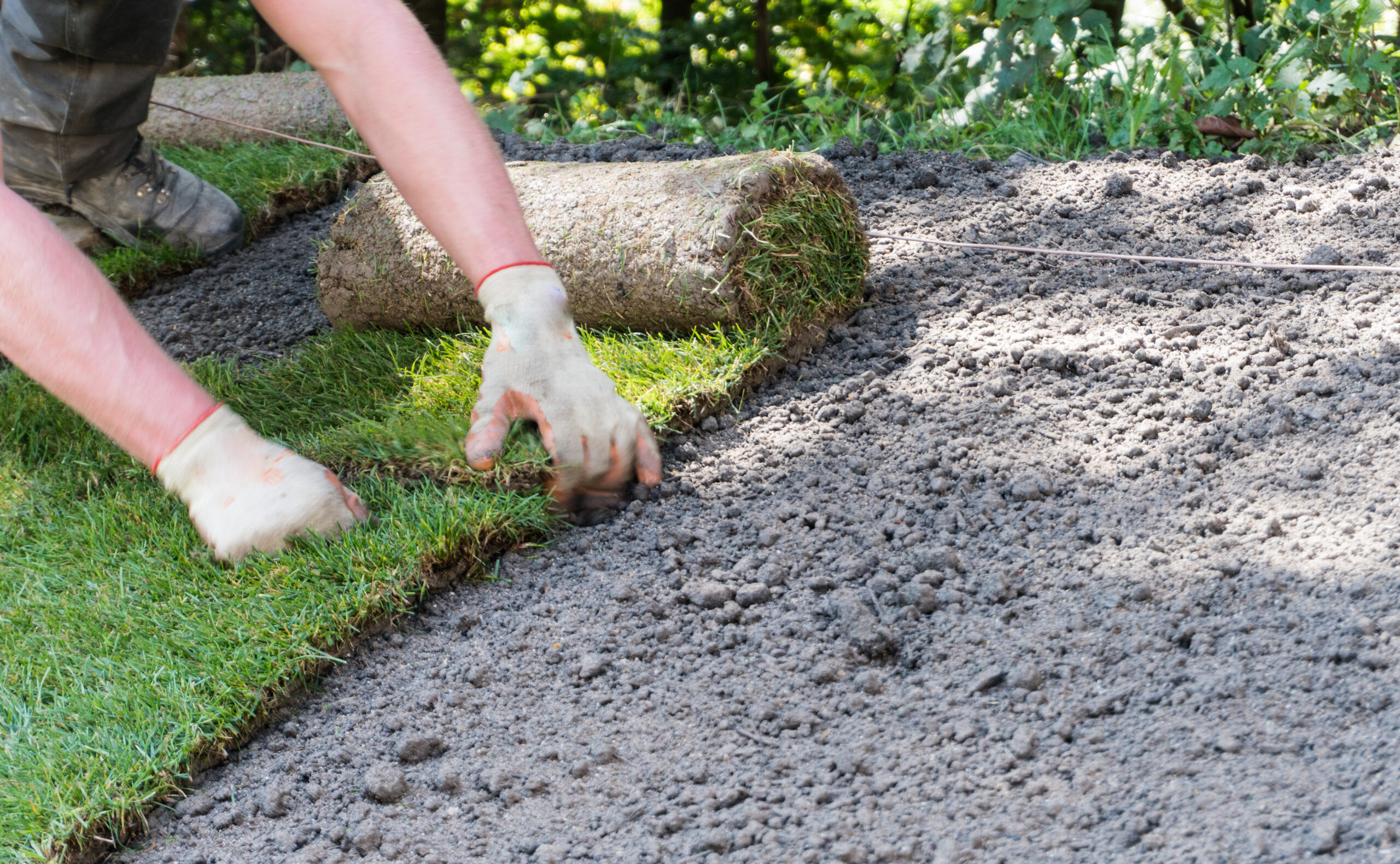 landscape gardener placing and installing rolls of fresh sod gra